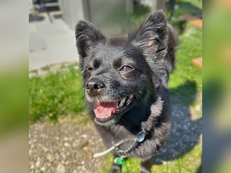 Trixie - hat Freude die Welt zu erkunden