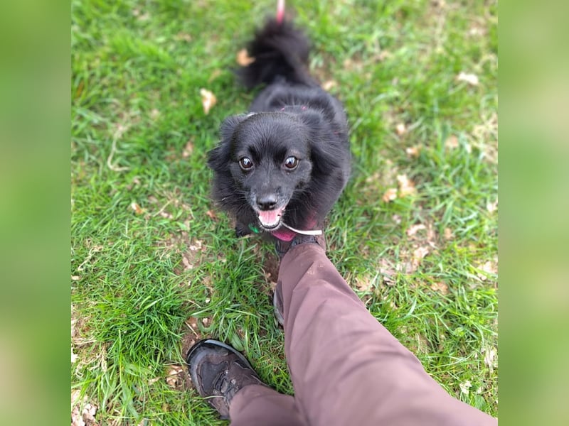 Trixie - hat Freude die Welt zu erkunden