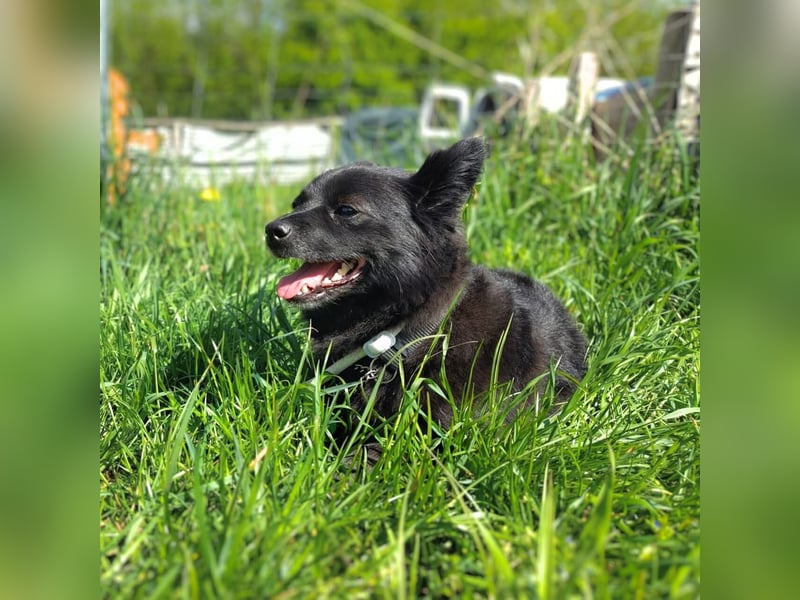 Trixie - hat Freude die Welt zu erkunden