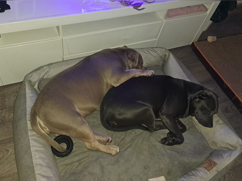 Süße Labradorwalmaraner/ American bully (pocket) Mix