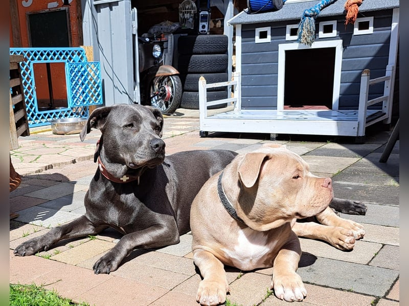 Süße Labradorwalmaraner/ American bully (pocket) Mix