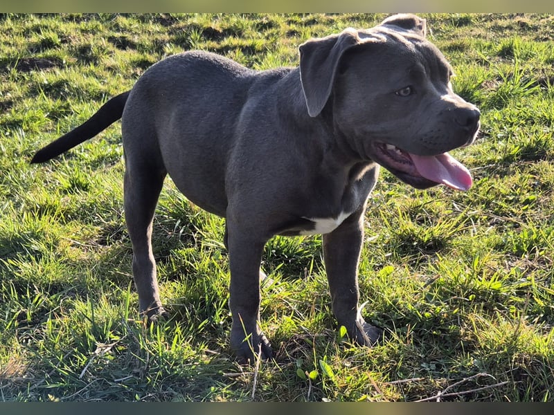 Süße Labradorwalmaraner/ American bully (pocket) Mix