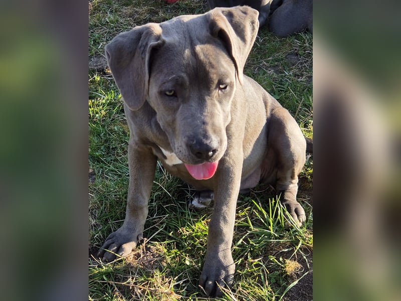 Süße Labradorwalmaraner/ American bully (pocket) Mix