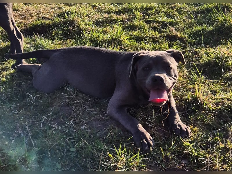 Süße Labradorwalmaraner/ American bully (pocket) Mix