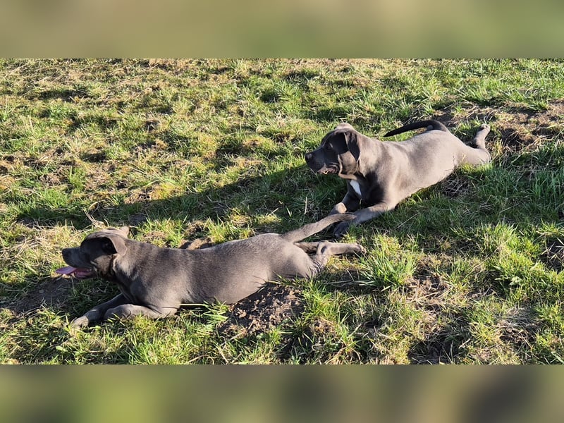 Süße Labradorwalmaraner/ American bully (pocket) Mix