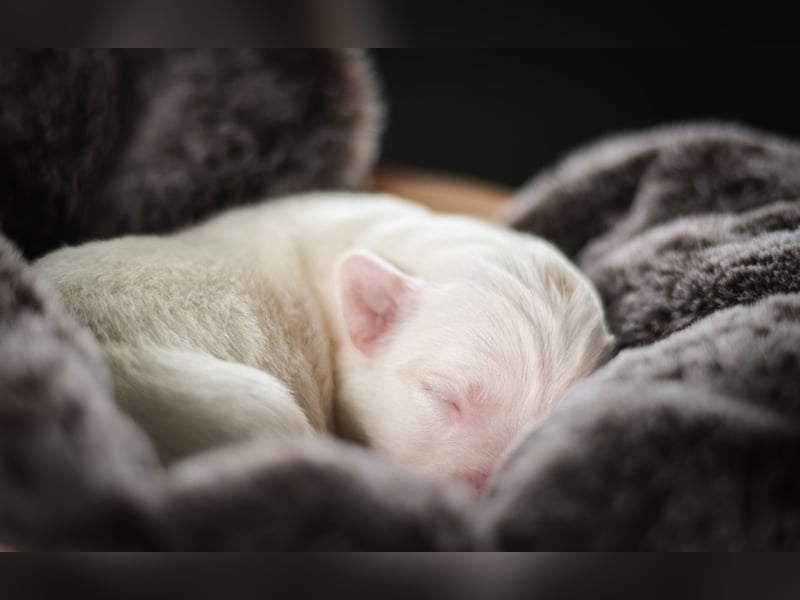 Labrador- Mischlingswelpe Hündin
