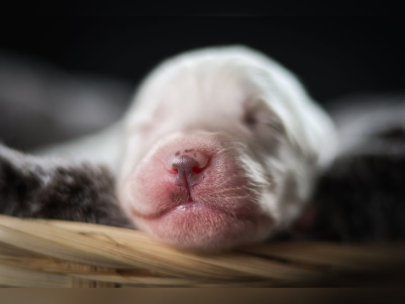 Labrador- Mischlingswelpe Hündin