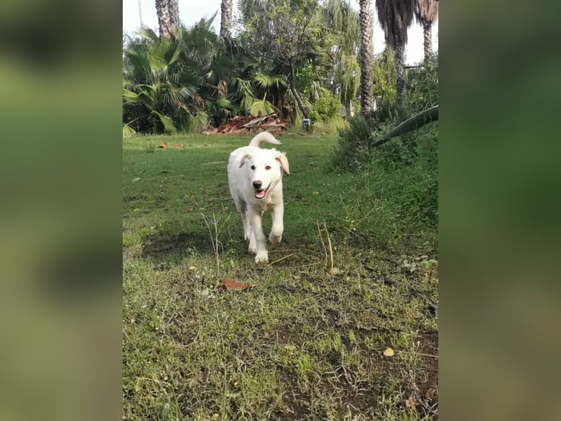 Pako und Etna: Im Hundeauffang geboren, auf der Suche nach einem liebevollen Zuhause