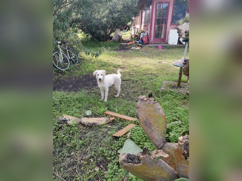 Pako und Etna: Im Hundeauffang geboren, auf der Suche nach einem liebevollen Zuhause