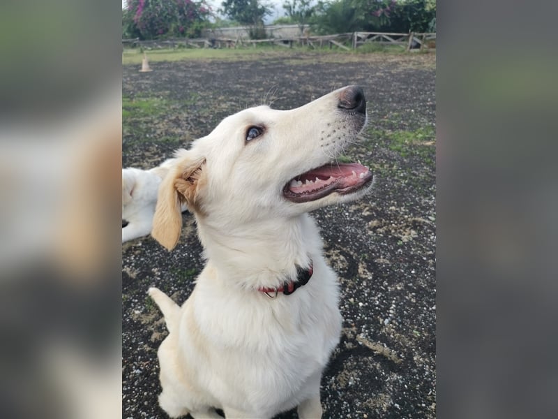 Pako und Etna: Im Hundeauffang geboren, auf der Suche nach einem liebevollen Zuhause