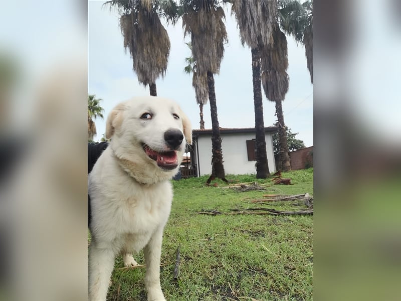 Pako und Etna: Im Hundeauffang geboren, auf der Suche nach einem liebevollen Zuhause