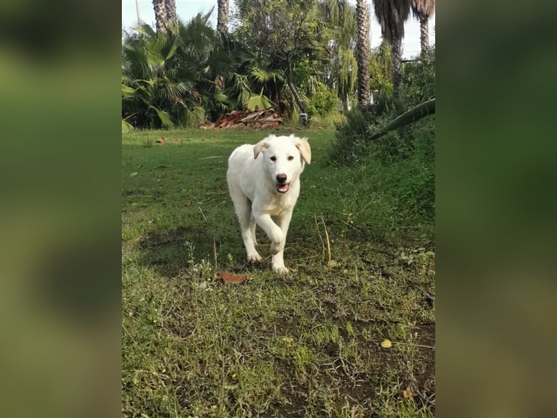 Pako und Etna: Im Hundeauffang geboren, auf der Suche nach einem liebevollen Zuhause