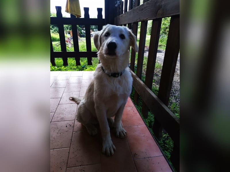 Pako und Etna: Im Hundeauffang geboren, auf der Suche nach einem liebevollen Zuhause