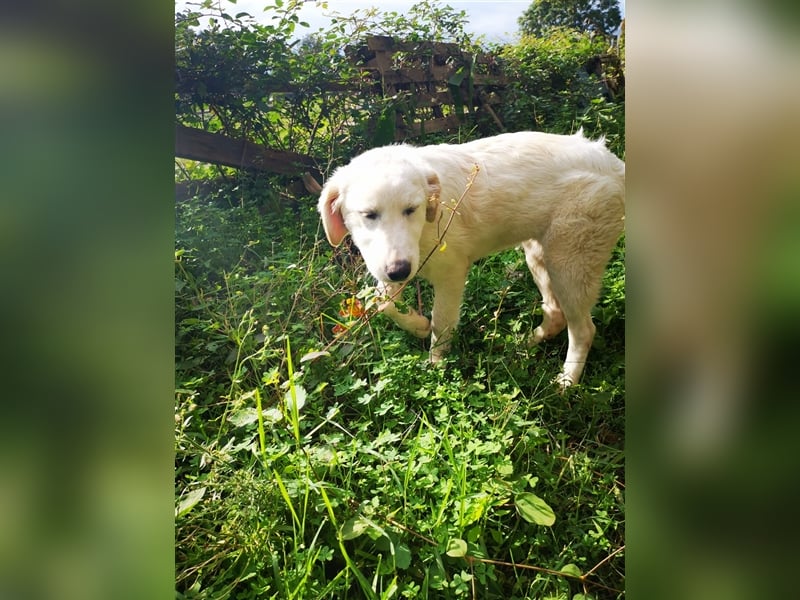 Pako und Etna: Im Hundeauffang geboren, auf der Suche nach einem liebevollen Zuhause