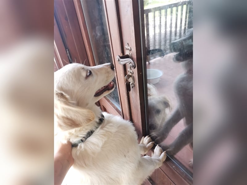 Pako und Etna: Im Hundeauffang geboren, auf der Suche nach einem liebevollen Zuhause