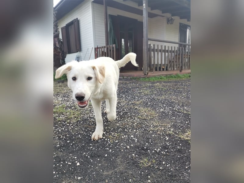 Pako und Etna: Im Hundeauffang geboren, auf der Suche nach einem liebevollen Zuhause