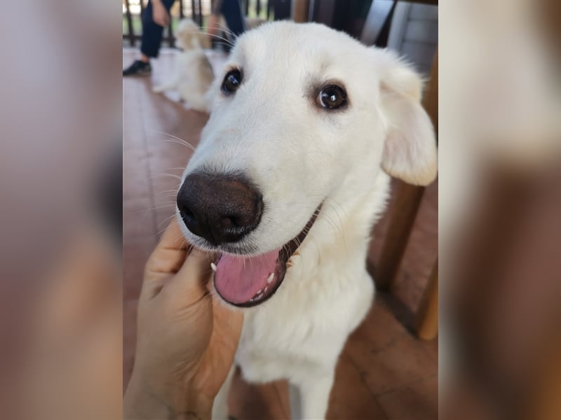 Pako und Etna: Im Hundeauffang geboren, auf der Suche nach einem liebevollen Zuhause