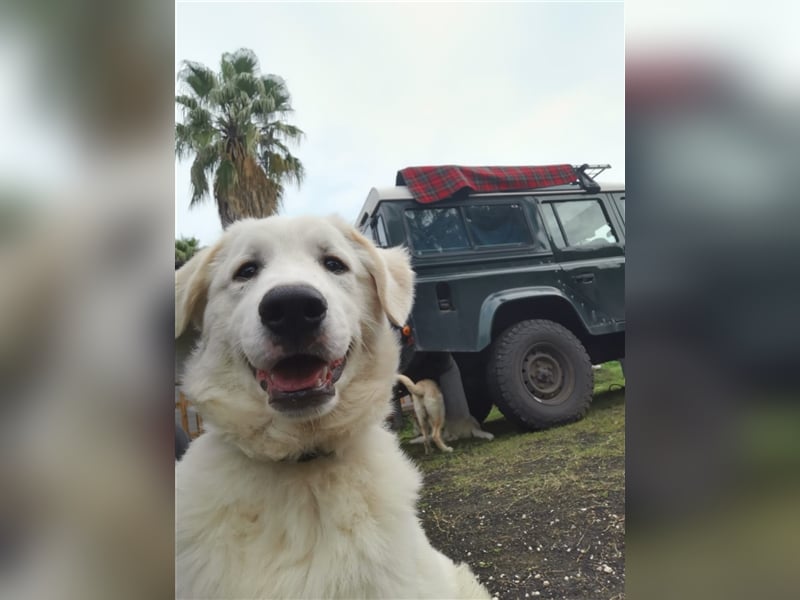 Pako und Etna: Im Hundeauffang geboren, auf der Suche nach einem liebevollen Zuhause
