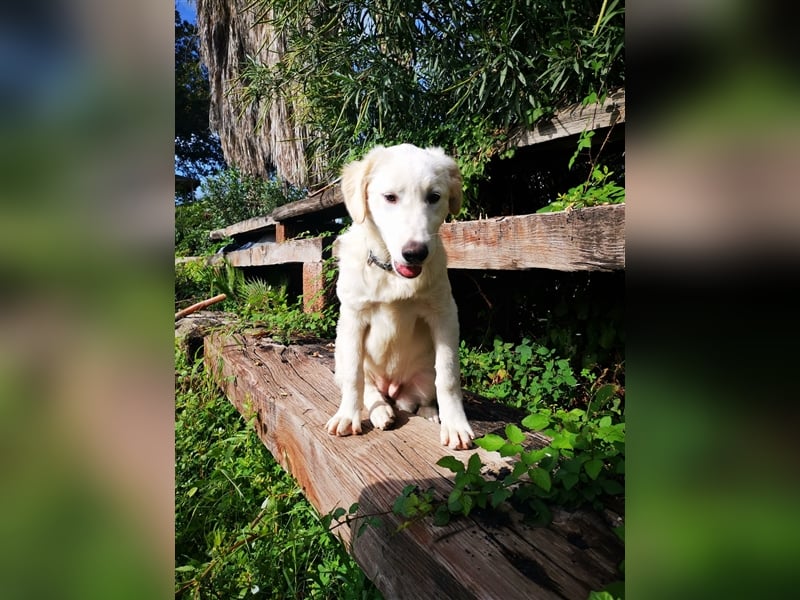 Pako und Etna: Im Hundeauffang geboren, auf der Suche nach einem liebevollen Zuhause