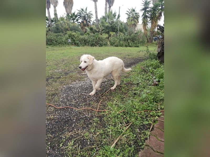 Pako und Etna: Im Hundeauffang geboren, auf der Suche nach einem liebevollen Zuhause