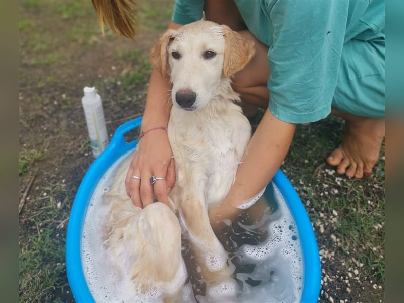 Pako und Etna: Im Hundeauffang geboren, auf der Suche nach einem liebevollen Zuhause