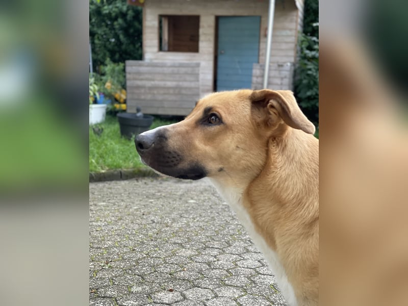 Patty 5 Jahre junge Hündin