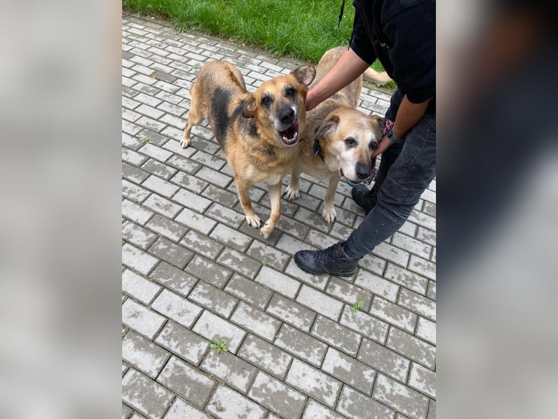Diana und Bella - älteres Hundepaar sucht Nadel im Heuhaufen