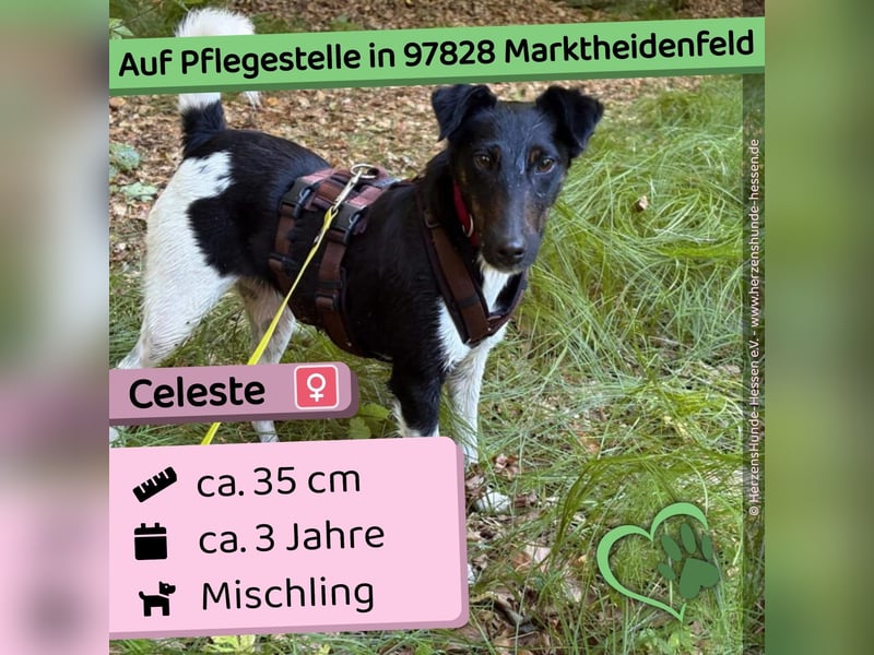 Celeste - sanft, liebenswert