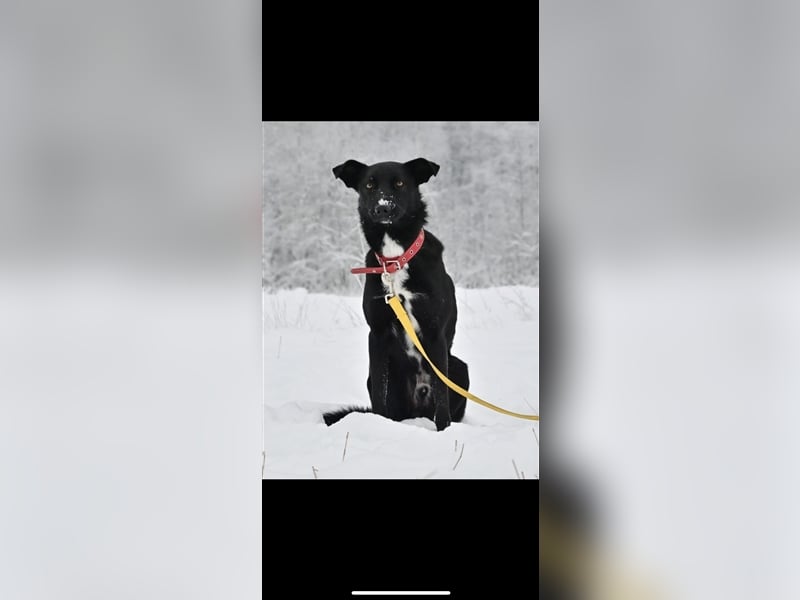 Black (1,5) sucht ein Zuhause