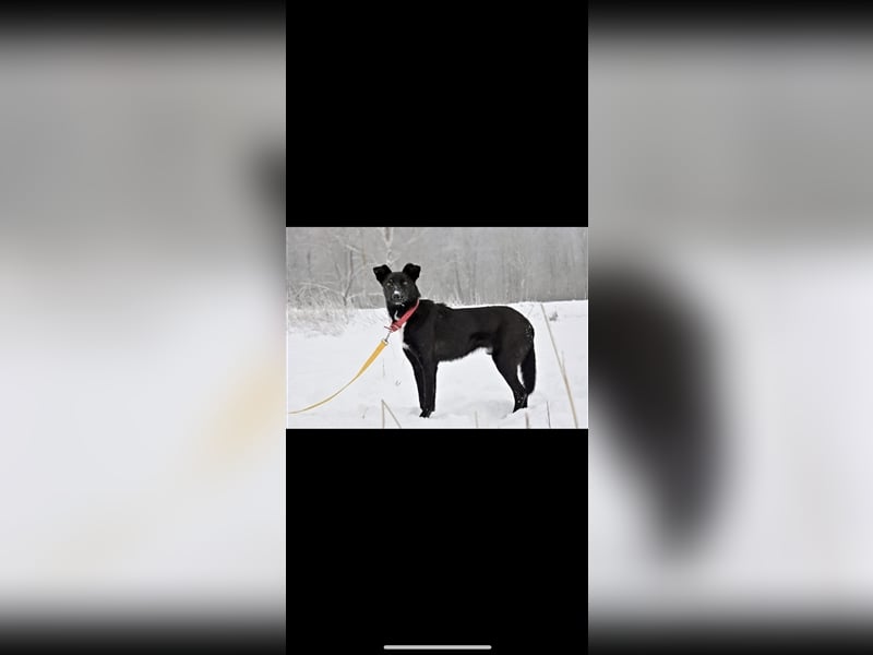 Black (1,5) sucht ein Zuhause