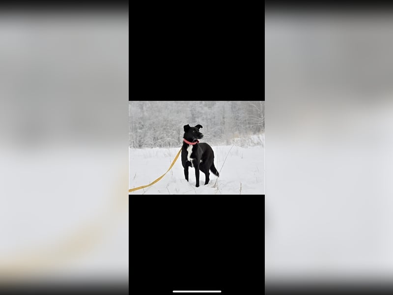 Black (1,5) sucht ein Zuhause