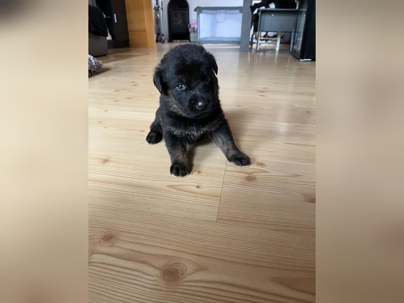 Labrador Schäferhund Welpen
