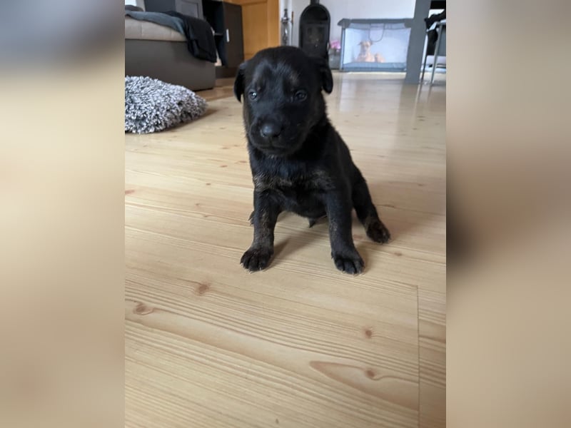 Labrador Schäferhund Welpen