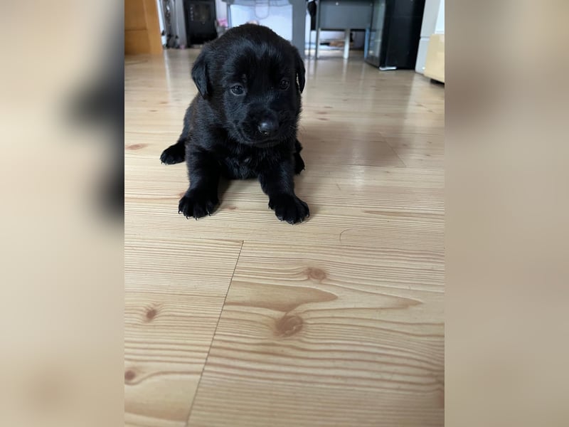 Labrador Schäferhund Welpen