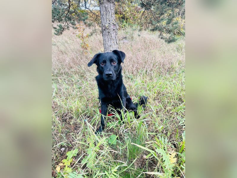 Labrador Schäferhund Welpen