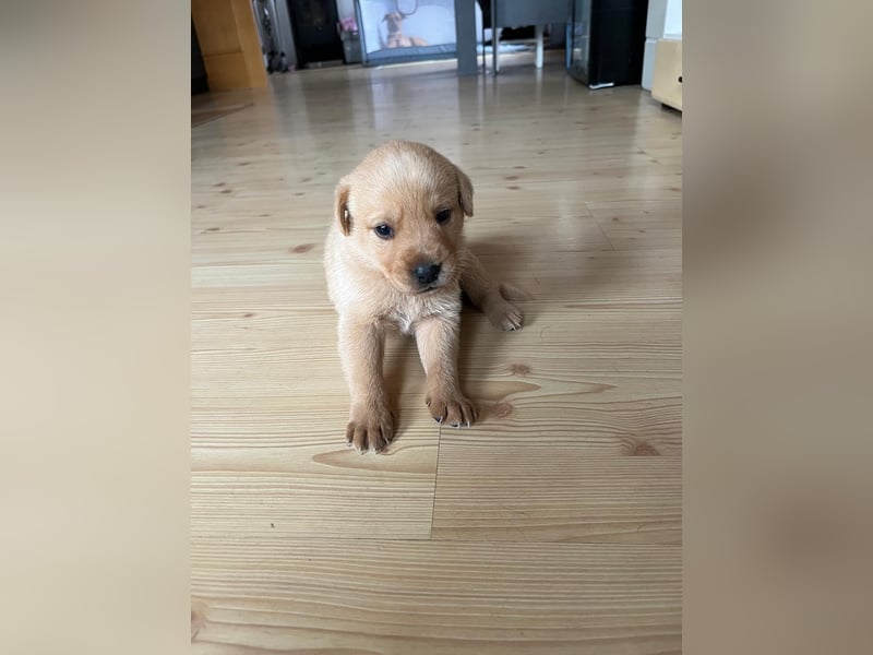 Labrador Schäferhund Welpen