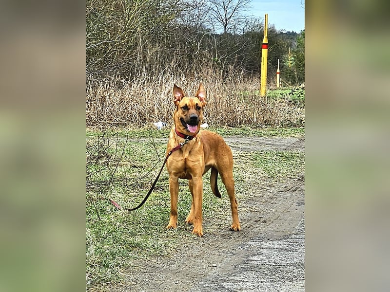 Labrador Schäferhund Welpen