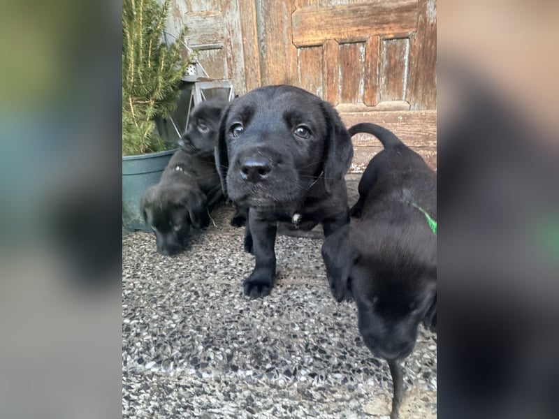 2 Hündinnen Labrador Retriever Rhodesian Ridgeback Welpen in Sonderfarbe seal