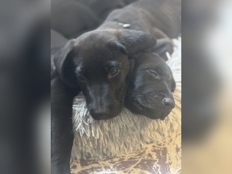 2 Hündinnen Labrador Retriever Rhodesian Ridgeback Welpen in Sonderfarbe seal