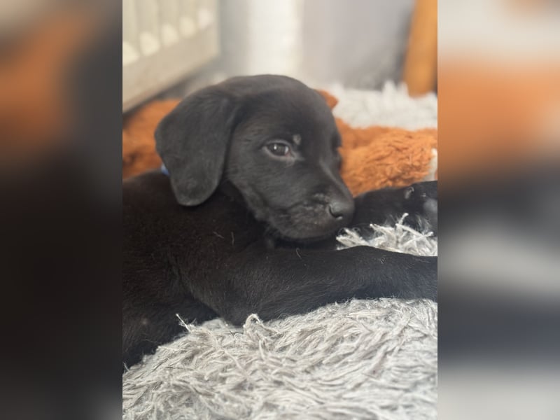 2 Hündinnen Labrador Retriever Rhodesian Ridgeback Welpen in Sonderfarbe seal