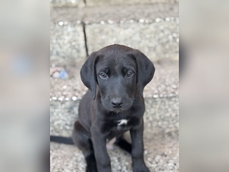 2 Hündinnen Labrador Retriever Rhodesian Ridgeback Welpen in Sonderfarbe seal
