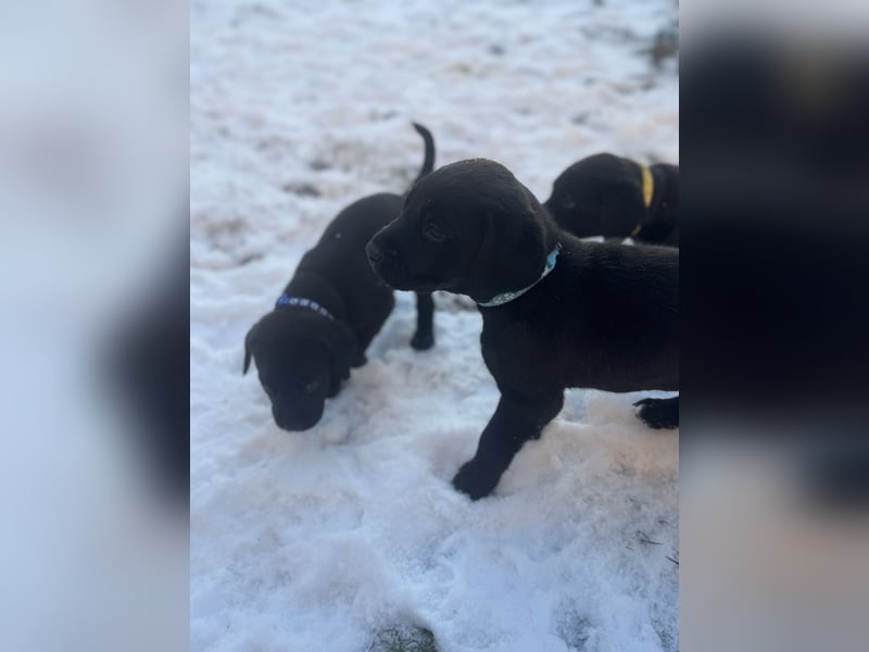 2 Hündinnen Labrador Retriever Rhodesian Ridgeback Welpen in Sonderfarbe seal