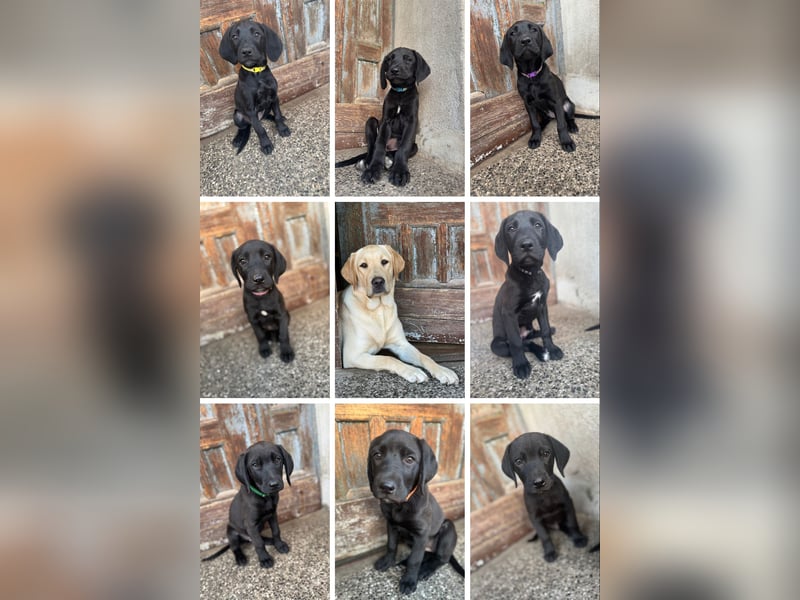 2 Hündinnen Labrador Retriever Rhodesian Ridgeback Welpen in Sonderfarbe seal