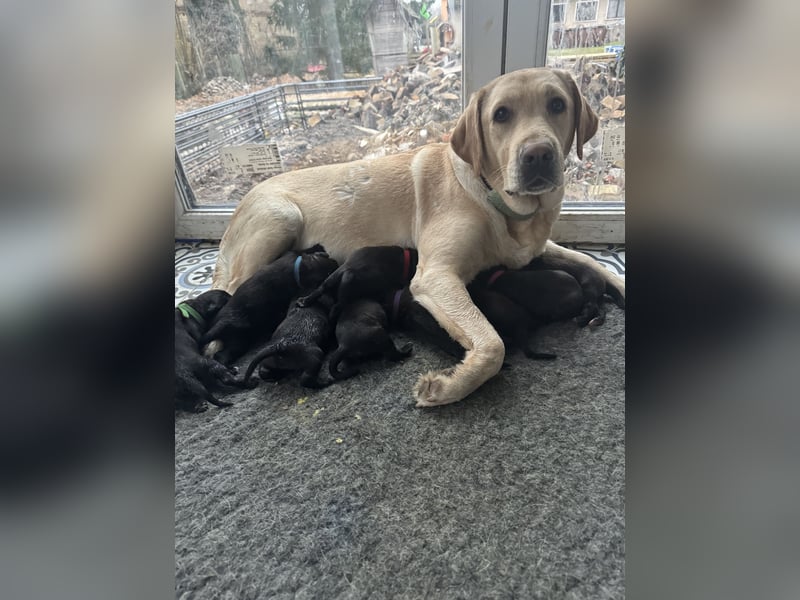 2 Hündinnen Labrador Retriever Rhodesian Ridgeback Welpen in Sonderfarbe seal