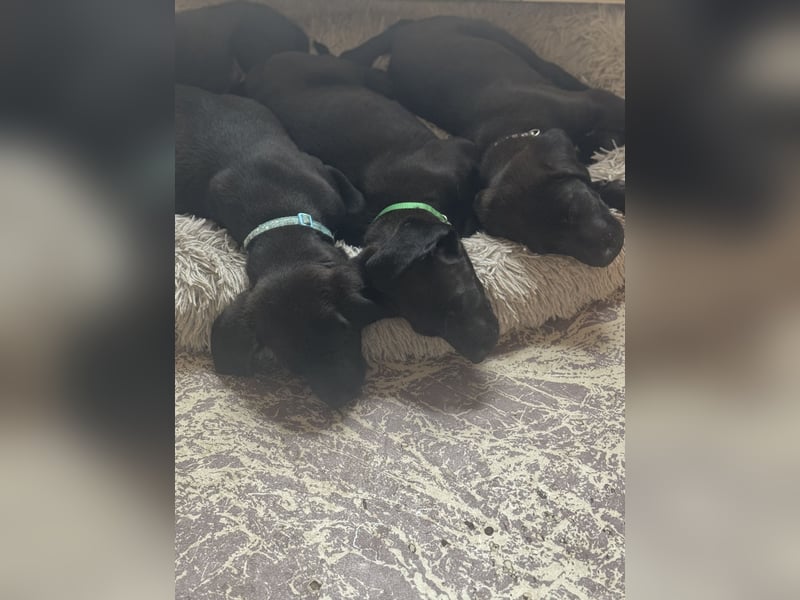 2 Hündinnen Labrador Retriever Rhodesian Ridgeback Welpen in Sonderfarbe seal