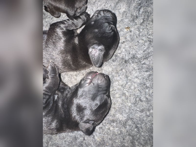 2 Hündinnen Labrador Retriever Rhodesian Ridgeback Welpen in Sonderfarbe seal