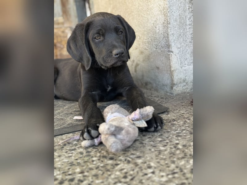 2 Hündinnen Labrador Retriever Rhodesian Ridgeback Welpen in Sonderfarbe seal