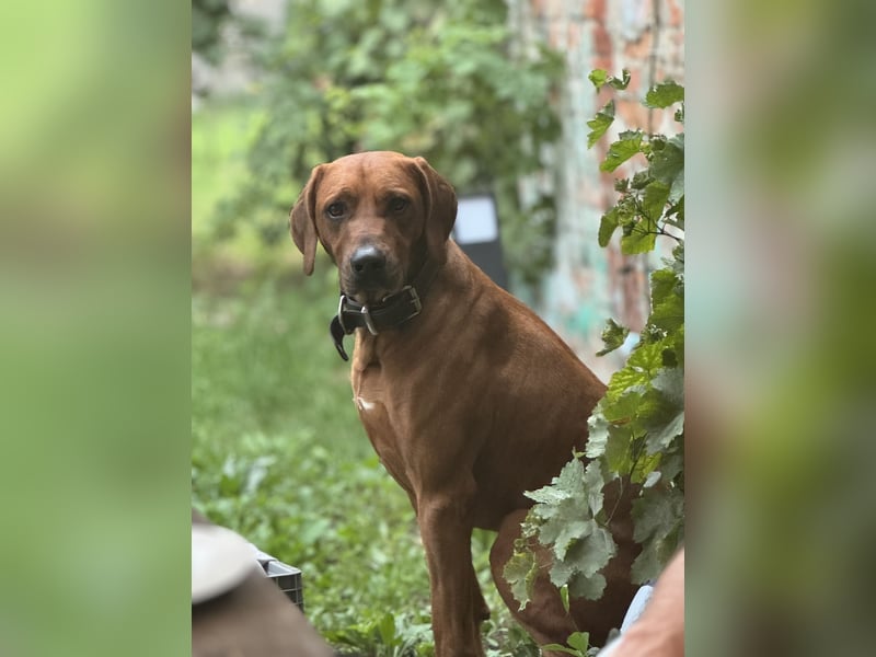 2 Hündinnen Labrador Retriever Rhodesian Ridgeback Welpen in Sonderfarbe seal