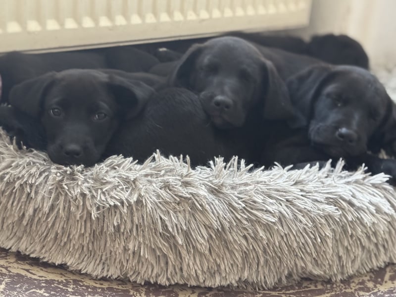 2 Hündinnen Labrador Retriever Rhodesian Ridgeback Welpen in Sonderfarbe seal