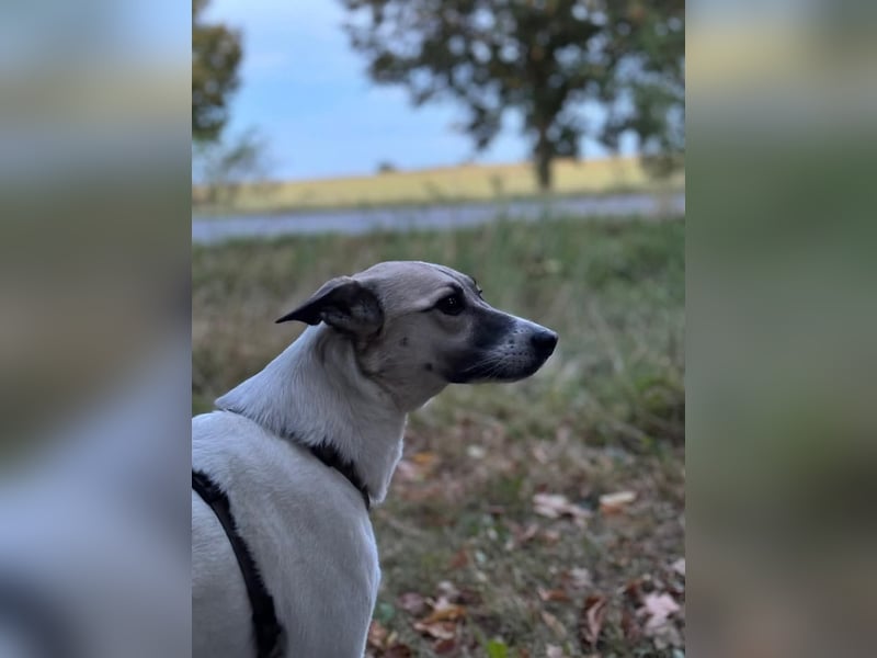 HOPE sucht ihr für immer Zuhause